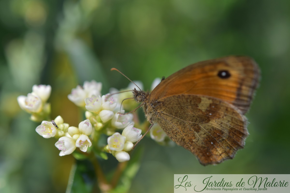 papillon Myrtil