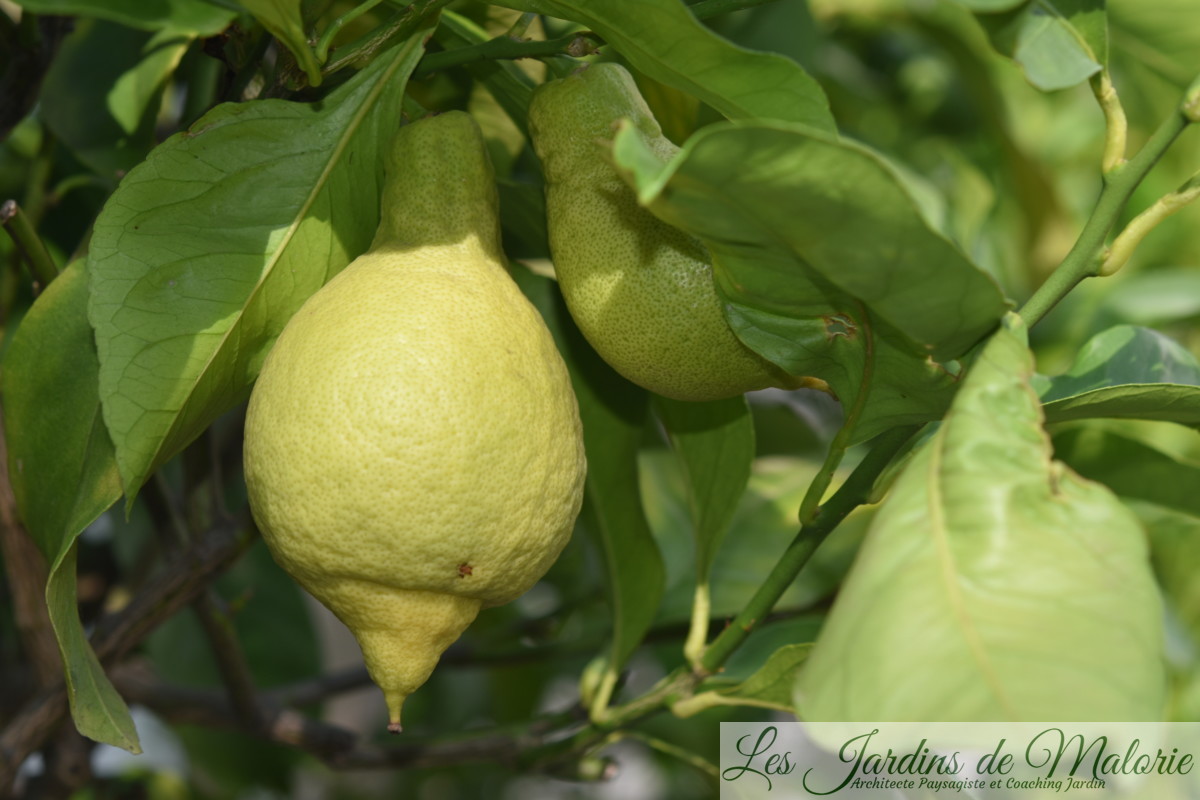 Quel est le meilleur engrais pour un citronnier ? - La culture des  citronniers et des agrumes
