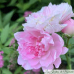 ❤ ❤ ❤ Focus sur le rosier 'Sir Walter Scott'