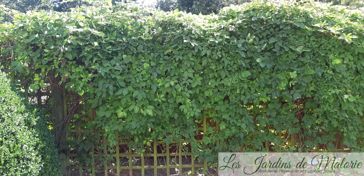 akebie à 5 feuilles, akebia quinata