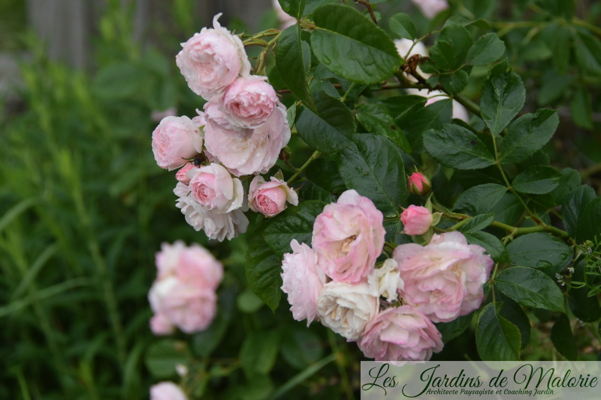 rosier 'Bouquet parfait'