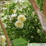 ❤ ❤ ❤ Focus sur le rosier 'Sunny rose'