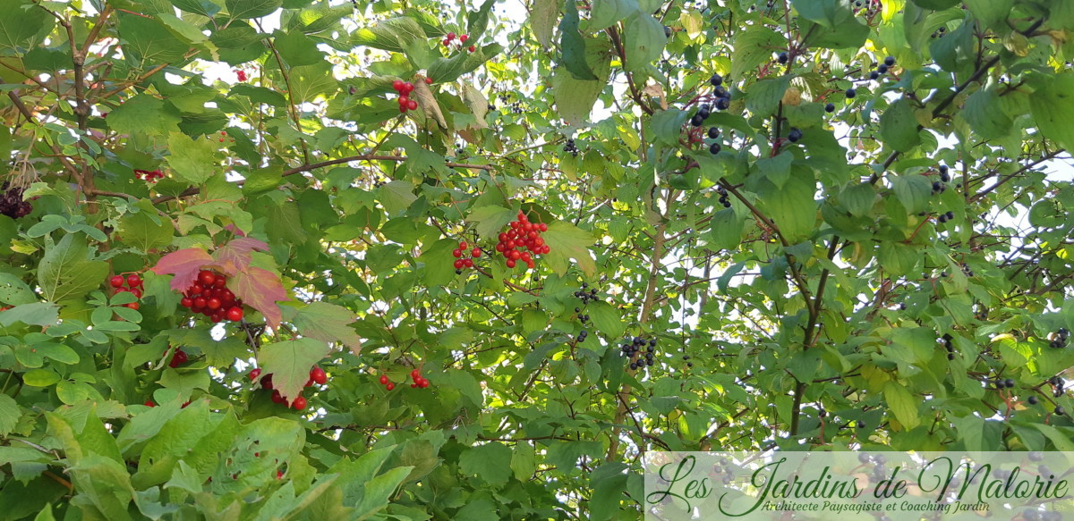 Des arbustes à baies pour les oiseaux Les Jardins de Malorie — free download