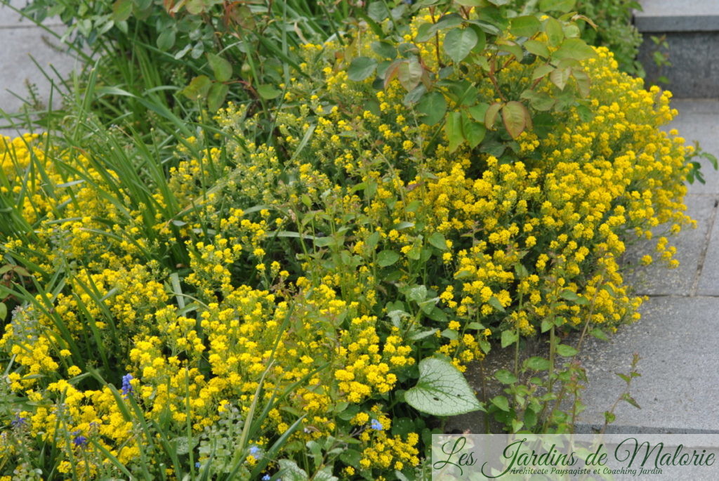 Alyssum saxatile - Corbeille d'Or à fleurs jaunes