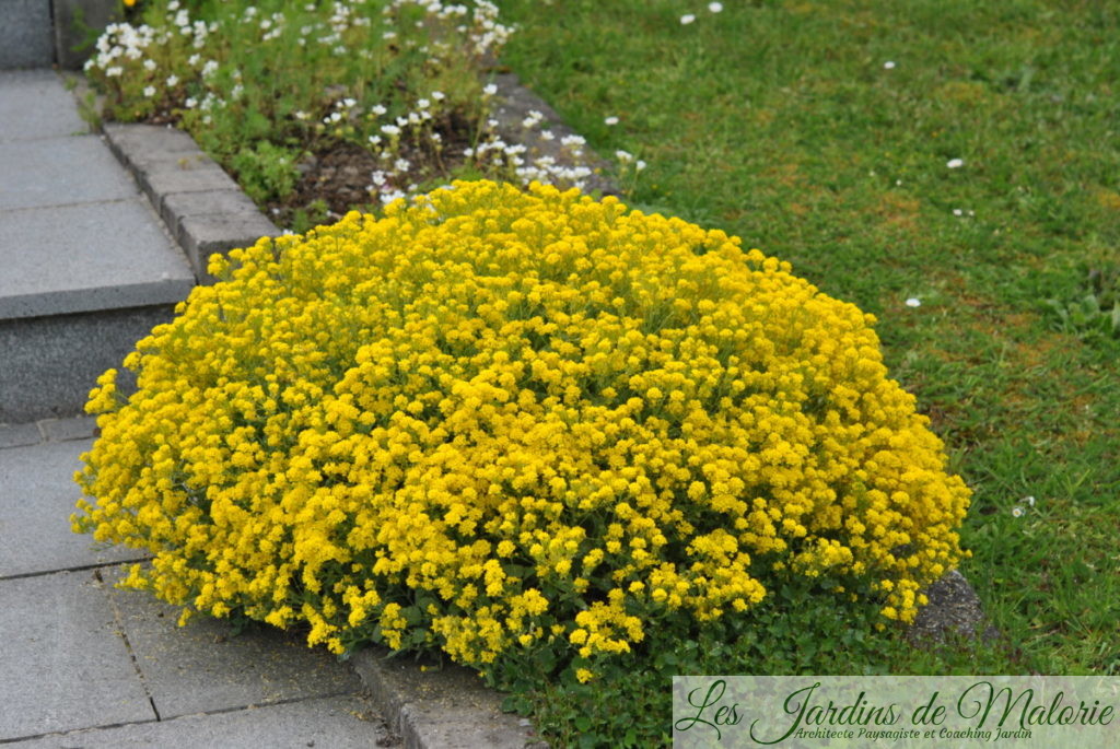 Alyssum saxatile - Corbeille d'Or à fleurs jaunes
