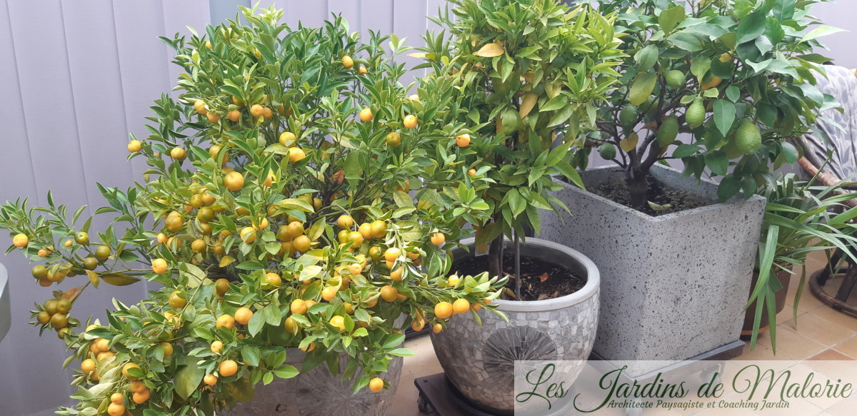 Cultivez en pot citronnier et oranger