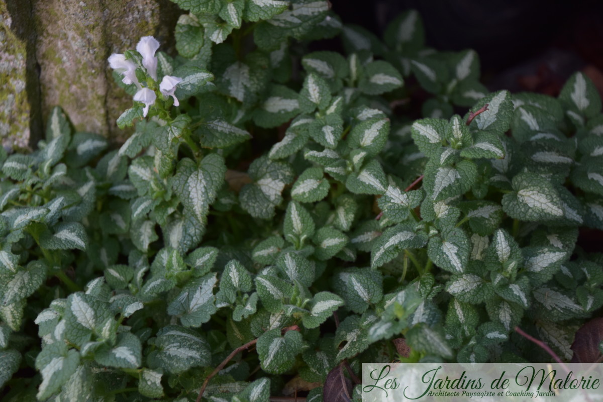 Mes indispensables : le lamium maculatum pour une bordure ombragée - Les  Jardins de Malorie