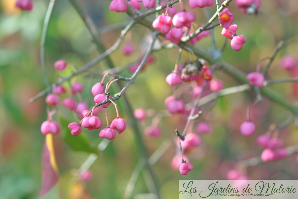 Des arbustes à baies pour les oiseaux Les Jardins de Malorie — free download