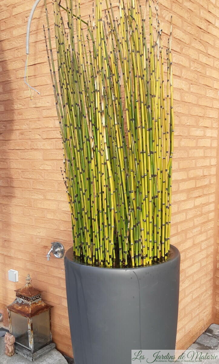 Prele Du Japon En Pot