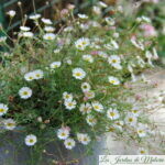 Vivace couvre-sol : les erigerons, une très longue floraison!