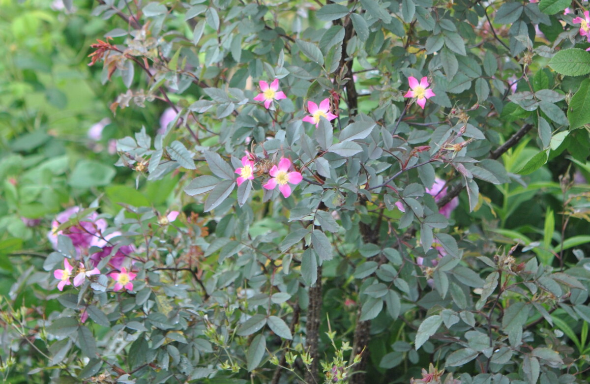 rosa glauca, rosa rubrifolia