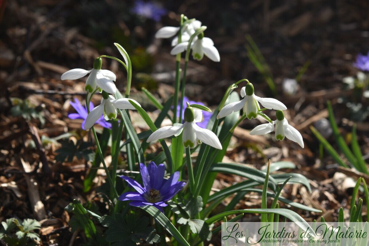 Chroniques de mon jardin : Beautés de février... - Les Jardins de Malorie