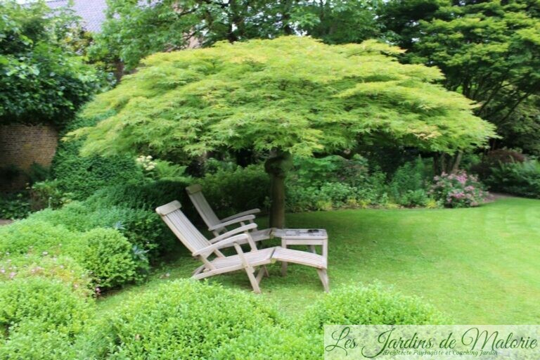 Arbres parasols Les Jardins de Malorie