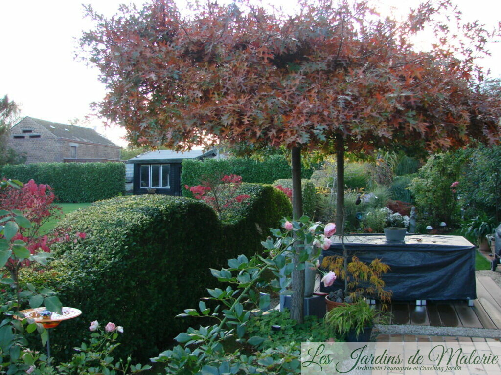 Arbres Parasols Les Jardins De Malorie