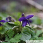 Chroniques de mon jardin: Fleurs du moment