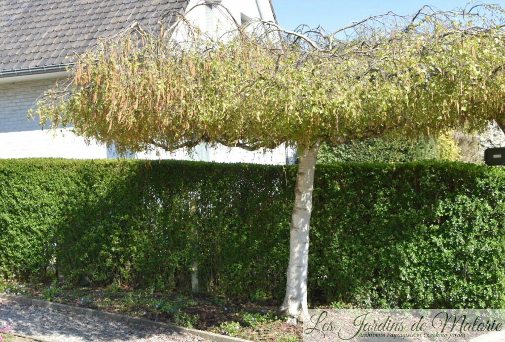Arbres parasols - Les Jardins de Malorie