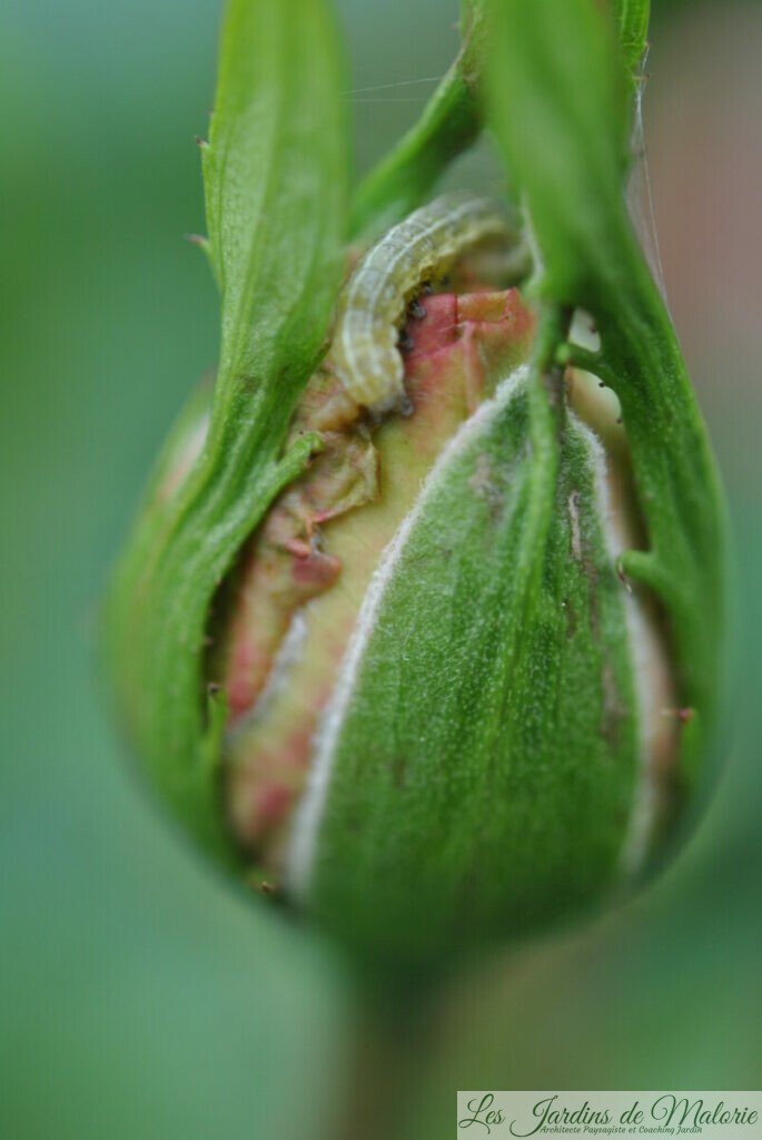 Petite chenille verte mangeuse de feuilles et de boutons de roses — free download