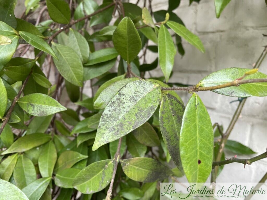Pourquoi Les Feuilles De Mon Rosier Jaunissent