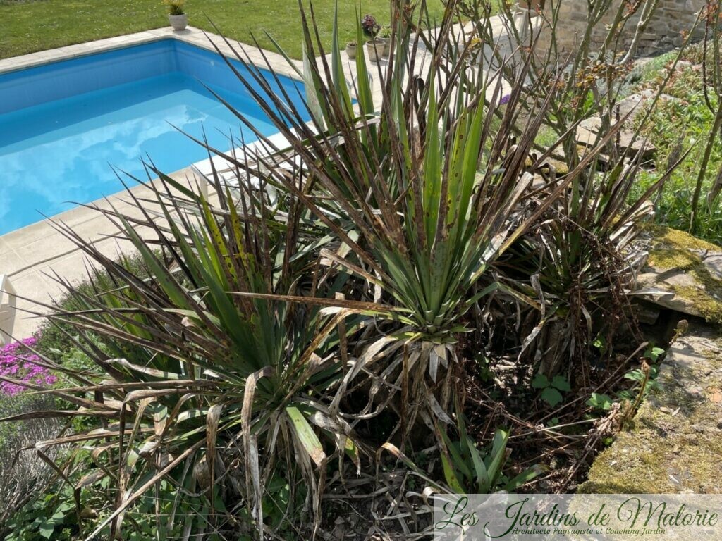 Yucca malade: le phoma du Yucca - Les Jardins de Malorie