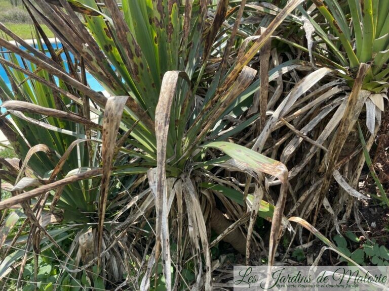 Yucca malade: le phoma du Yucca - Les Jardins de Malorie