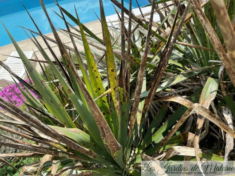 Yucca malade le phoma du Yucca Les Jardins de Malorie