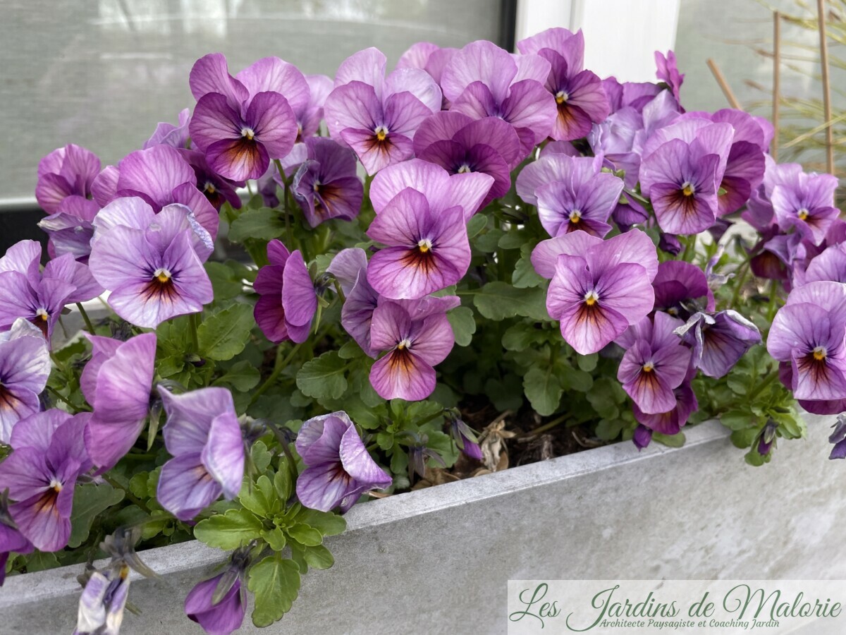 Douces pensées... Viola cornuta - Les Jardins de Malorie