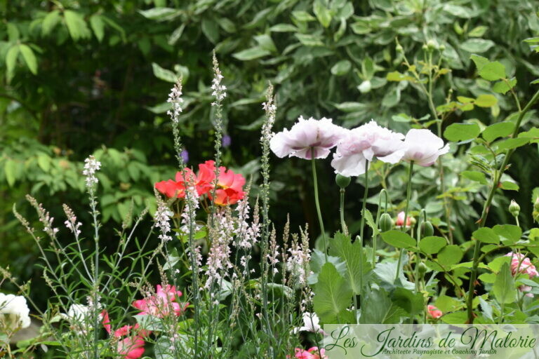 Chroniques de mon jardin: fin juin... - Les Jardins de Malorie