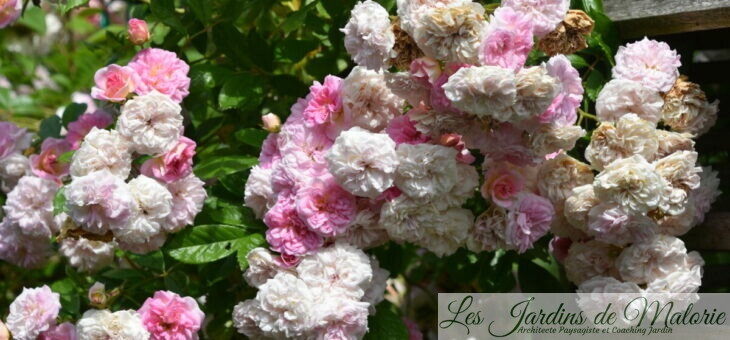 ❤ Focus sur le rosier ‘Pink Ghislaine de Féligonde’