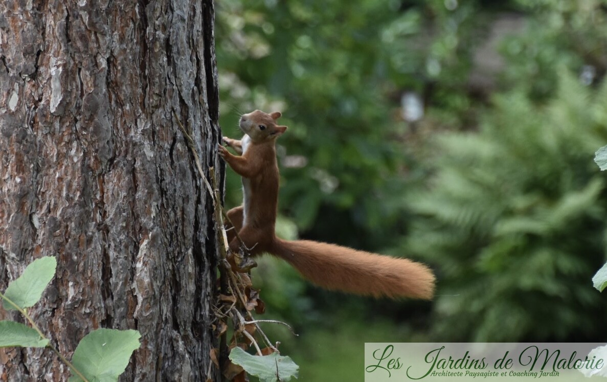 Ecureuil, tout savoir sur notre voisin des arbres – Gros plan #28 - La  Salamandre