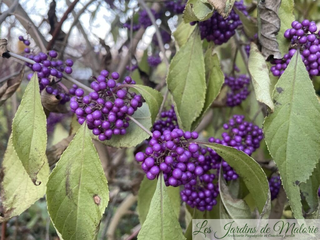 Des arbustes à baies pour les oiseaux Les Jardins de Malorie — free download