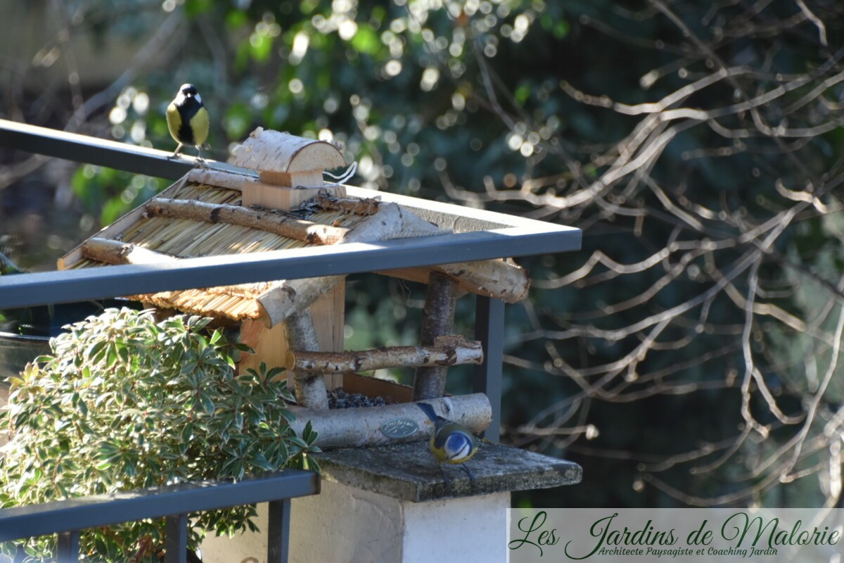 L'observation d'oiseaux de son balcon