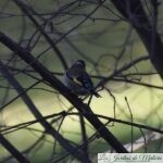 🐦 Oiseaux du jardin : Le Chardonneret élégant