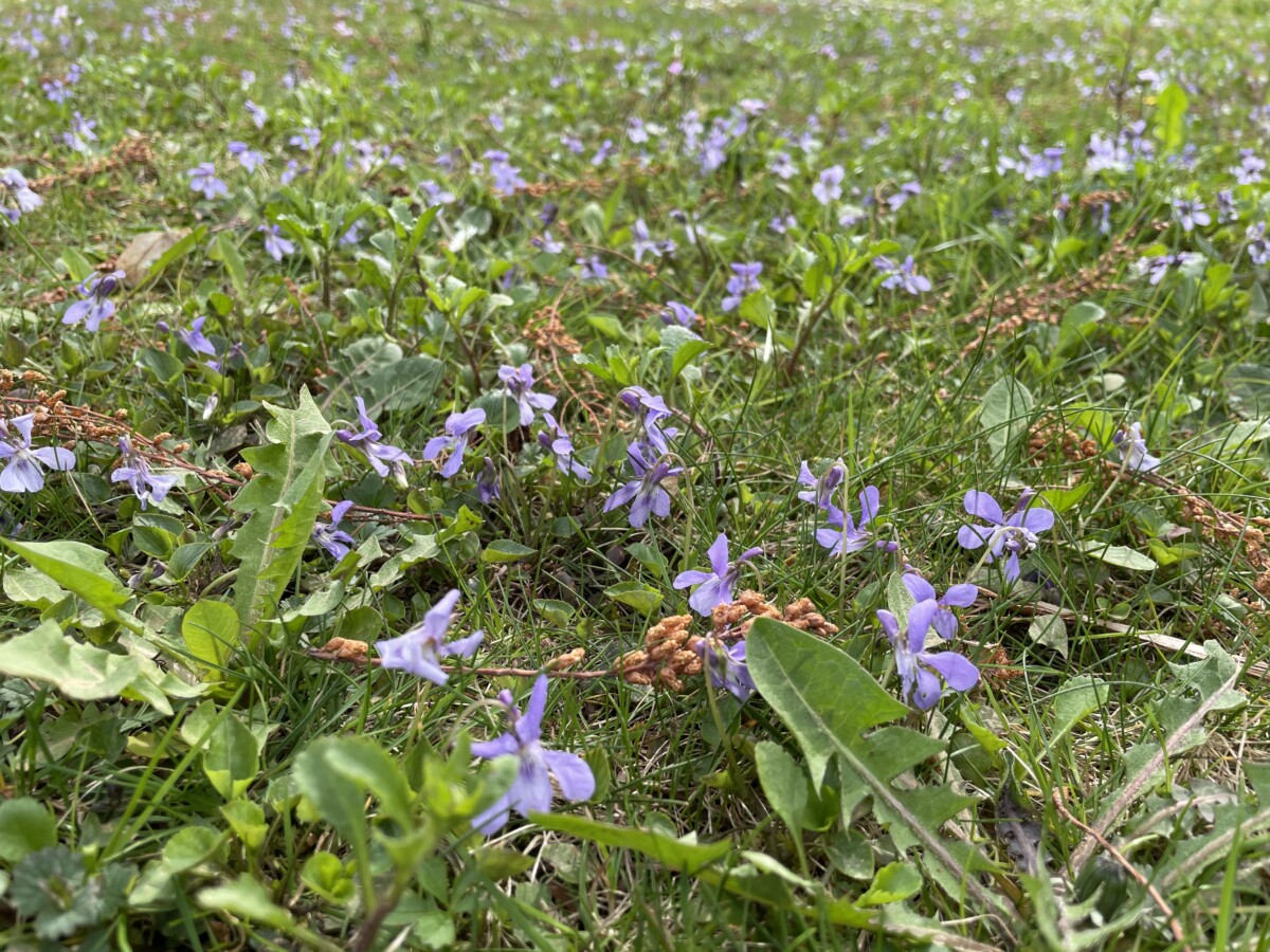 🐝 Plante sauvage mellifère : la violette des bois - Les Jardins de Malorie