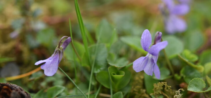 🐝  Plante sauvage mellifère : la violette des bois
