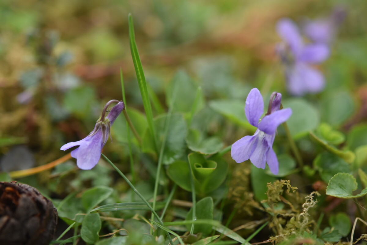 🐝 Plante sauvage mellifère : la violette des bois - Les Jardins de Malorie