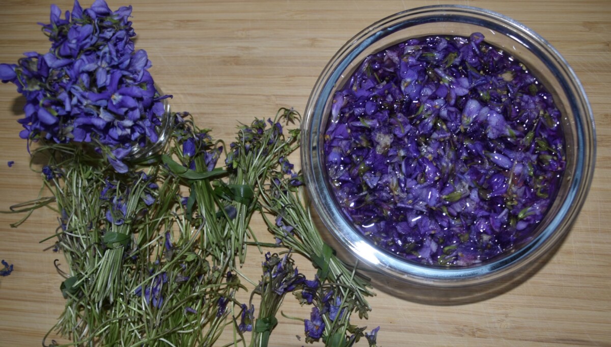 🍸 Sirop de violettes odorantes - Les Jardins de Malorie