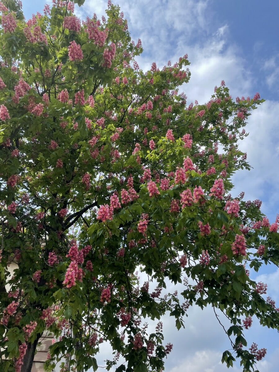 Marronnier à fleurs roses-rouges - Les Jardins de Malorie