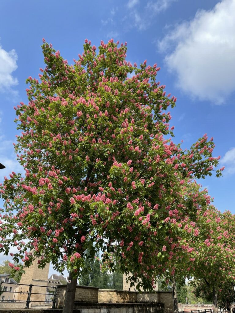 Marronnier à fleurs roses-rouges - Les Jardins de Malorie