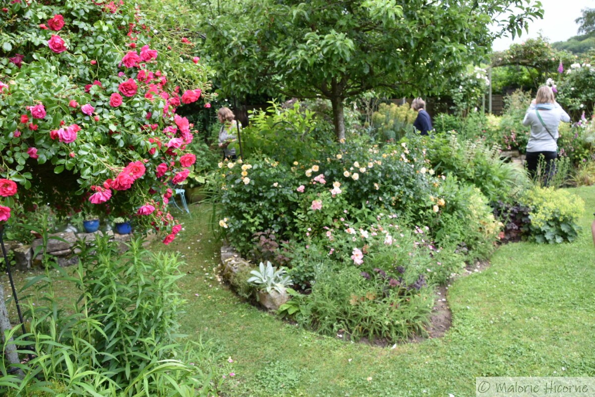 Le petit Jardin de Saint Fiacre avec à gauche le rosier Emera sur tige