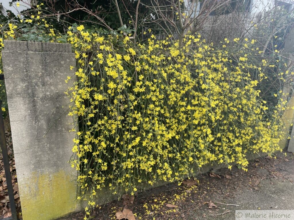 Jasmin d'hiver à fleurs jaunes (Jasminum nudiflorum). - Les Jardins de
