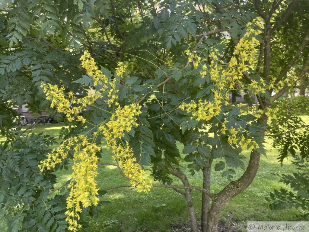 koelreuteria-paniculata-savonnier-ou-arbre-aux-lanternes-les-jardins