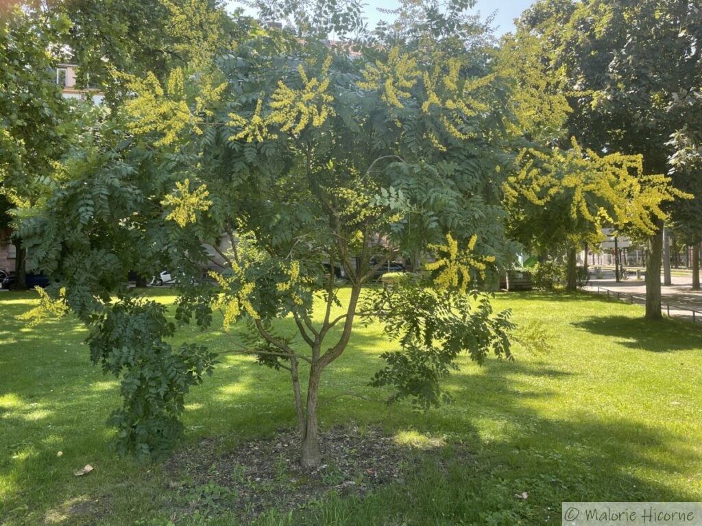 koelreuteria-paniculata-savonnier-ou-arbre-aux-lanternes-les-jardins