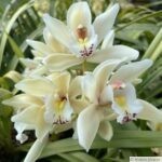 Les orchidées de ma maman (cymbidium)