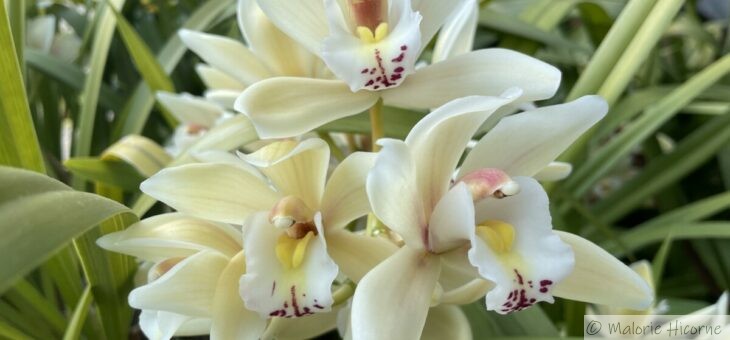 Les orchidées de ma maman (cymbidium)
