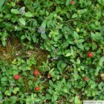 Belles sauvageonnes : Potentilla indica, fraise des Indes