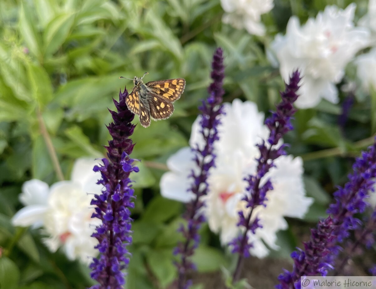 Dans un jardin naturel et diversifié, les papillons trouvent d’autres sources de nourritures.