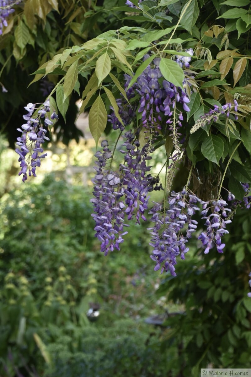 Glycine de Chine (wisteria Chinensis)