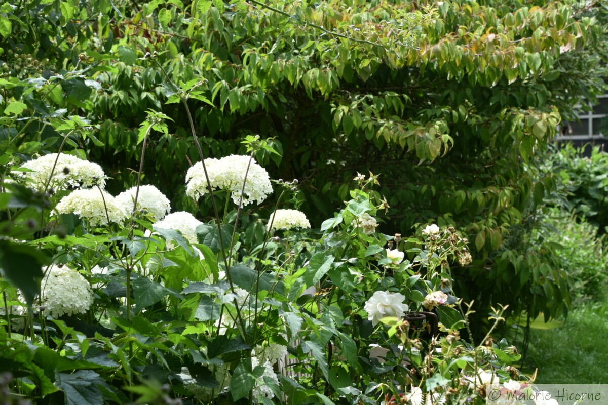 Hydrangea arborescens Annabelle