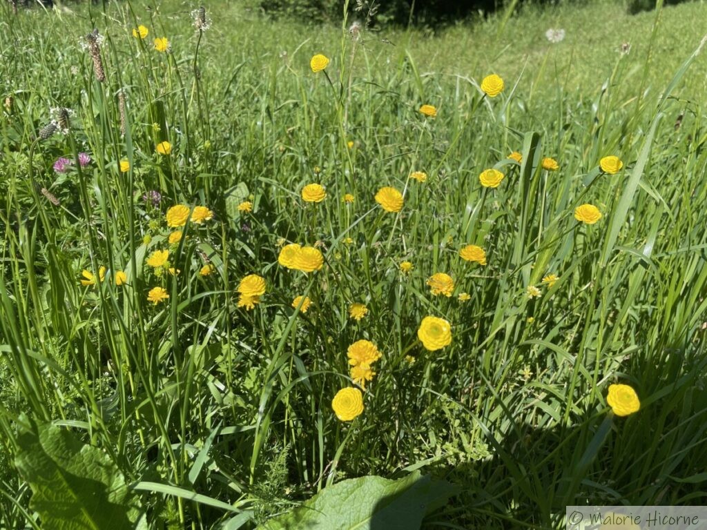 Un bouton d’or double… Non, je n’ai pas la berlue! - Les Jardins de Malorie