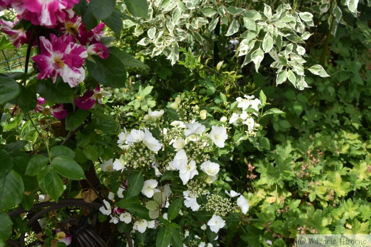 Rosa Purple Spash (Oh Wow) et hydrangea Runaway Bride